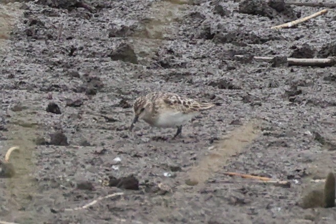 Baird's Sandpiper - ML646337977