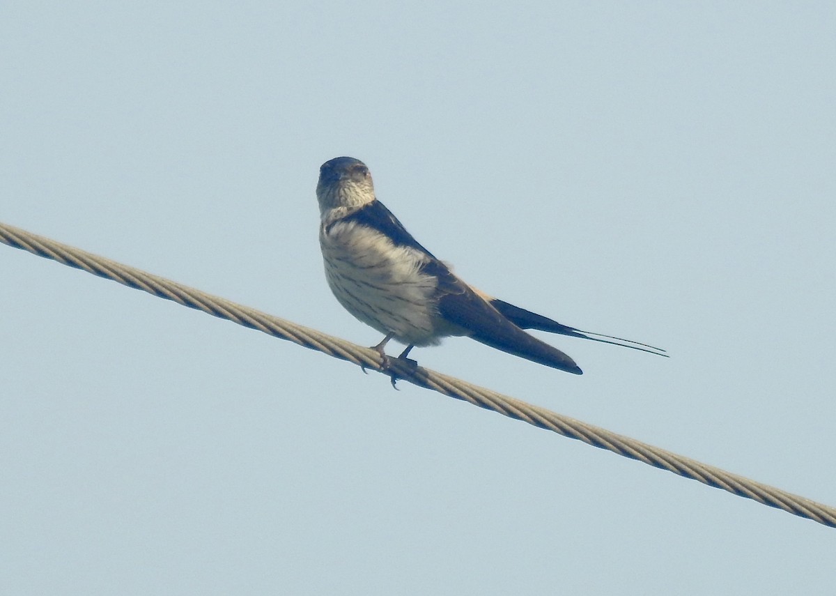 tempelsvale - ML646337978