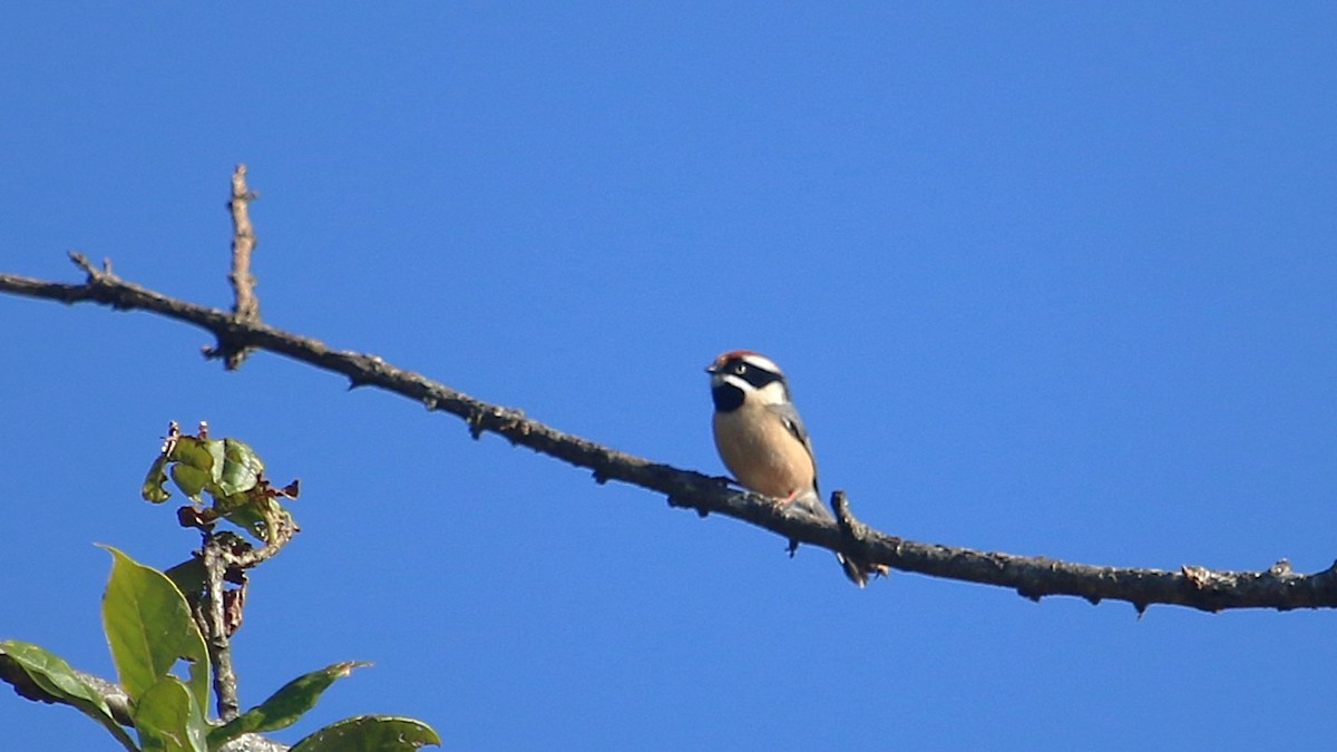 Black-throated Tit (Red-headed) - ML646337979