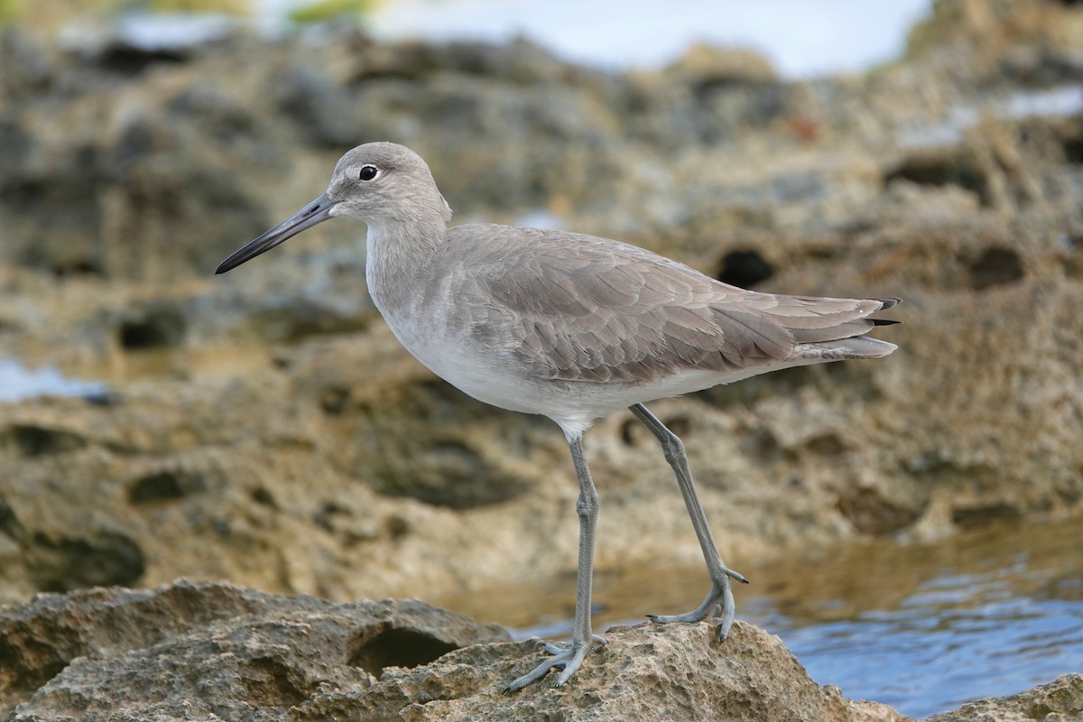 Willet - ML646337980