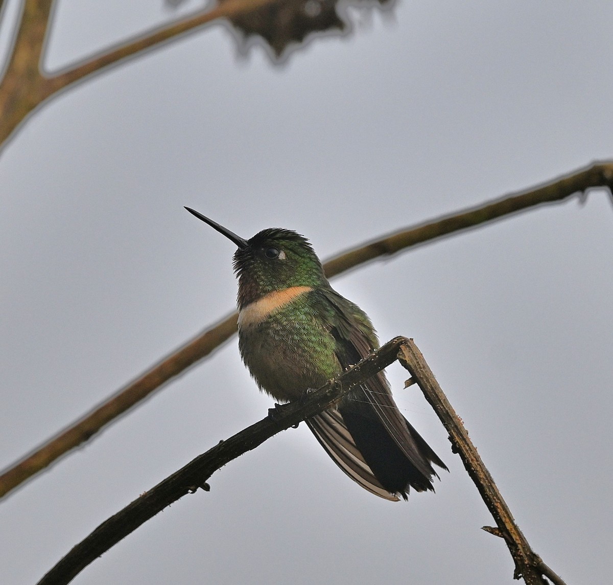 Amethyst-throated Sunangel - ML646337984