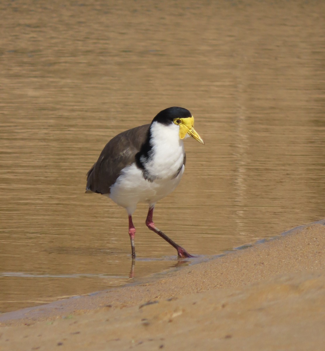 Masked Lapwing (Black-shouldered) - ML646337988