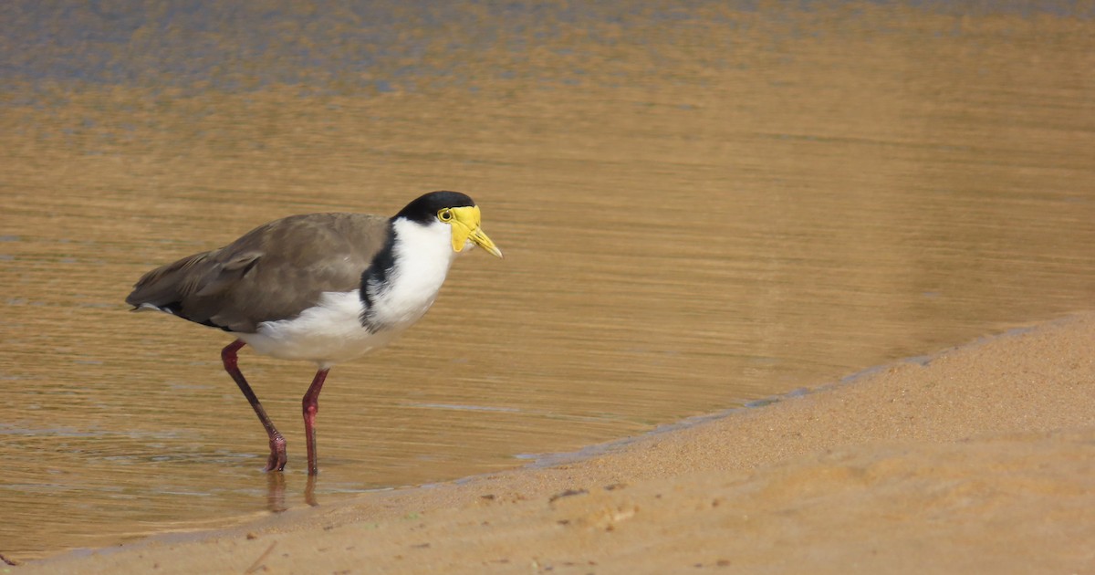 Masked Lapwing (Black-shouldered) - ML646337989