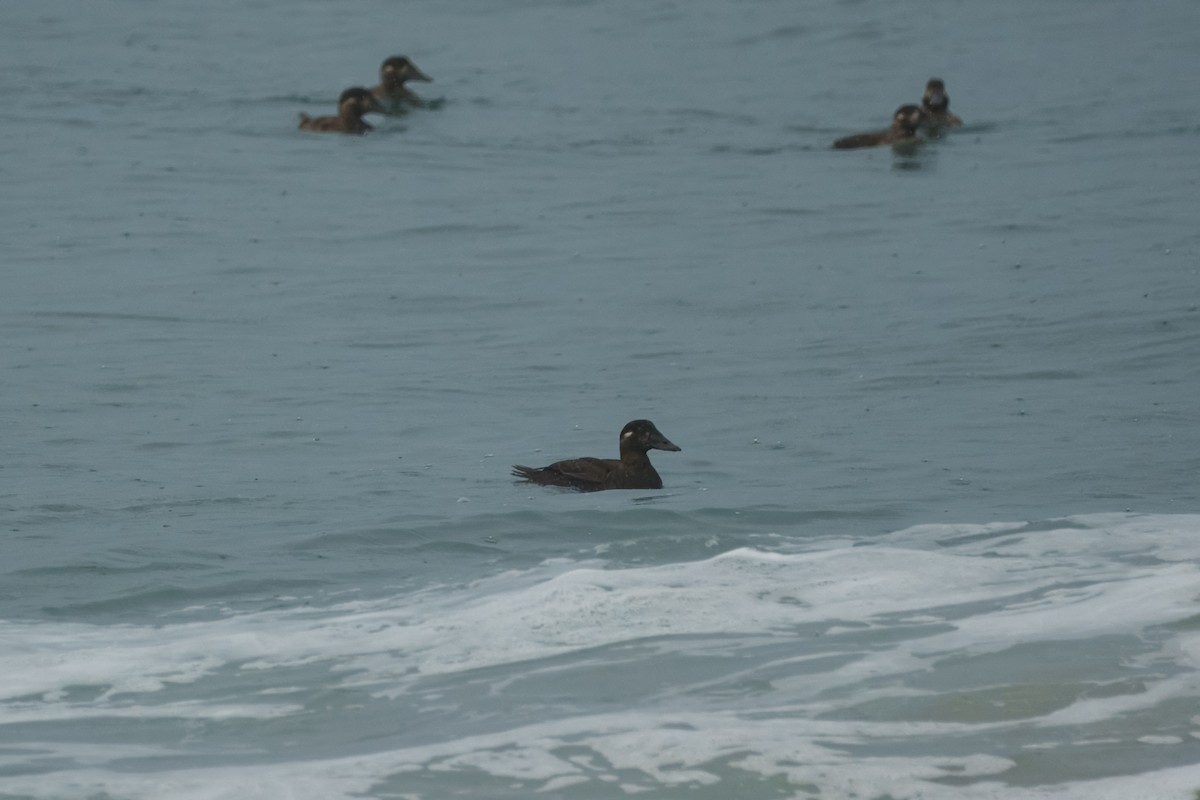 Surf Scoter - ML646337993