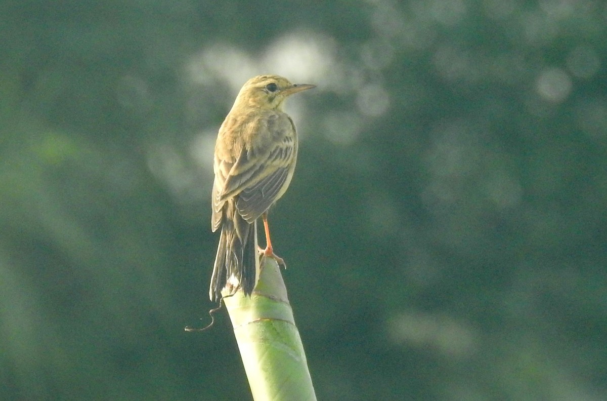 orientpiplerke - ML646337995