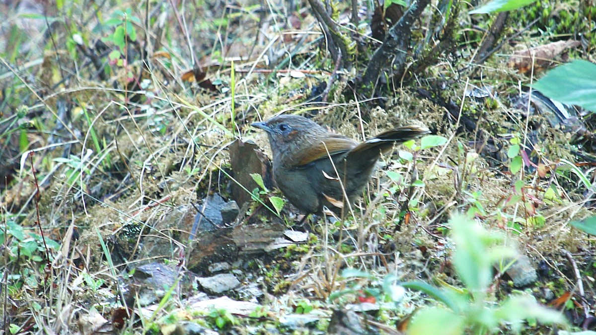 brunørelattertrost - ML646337996