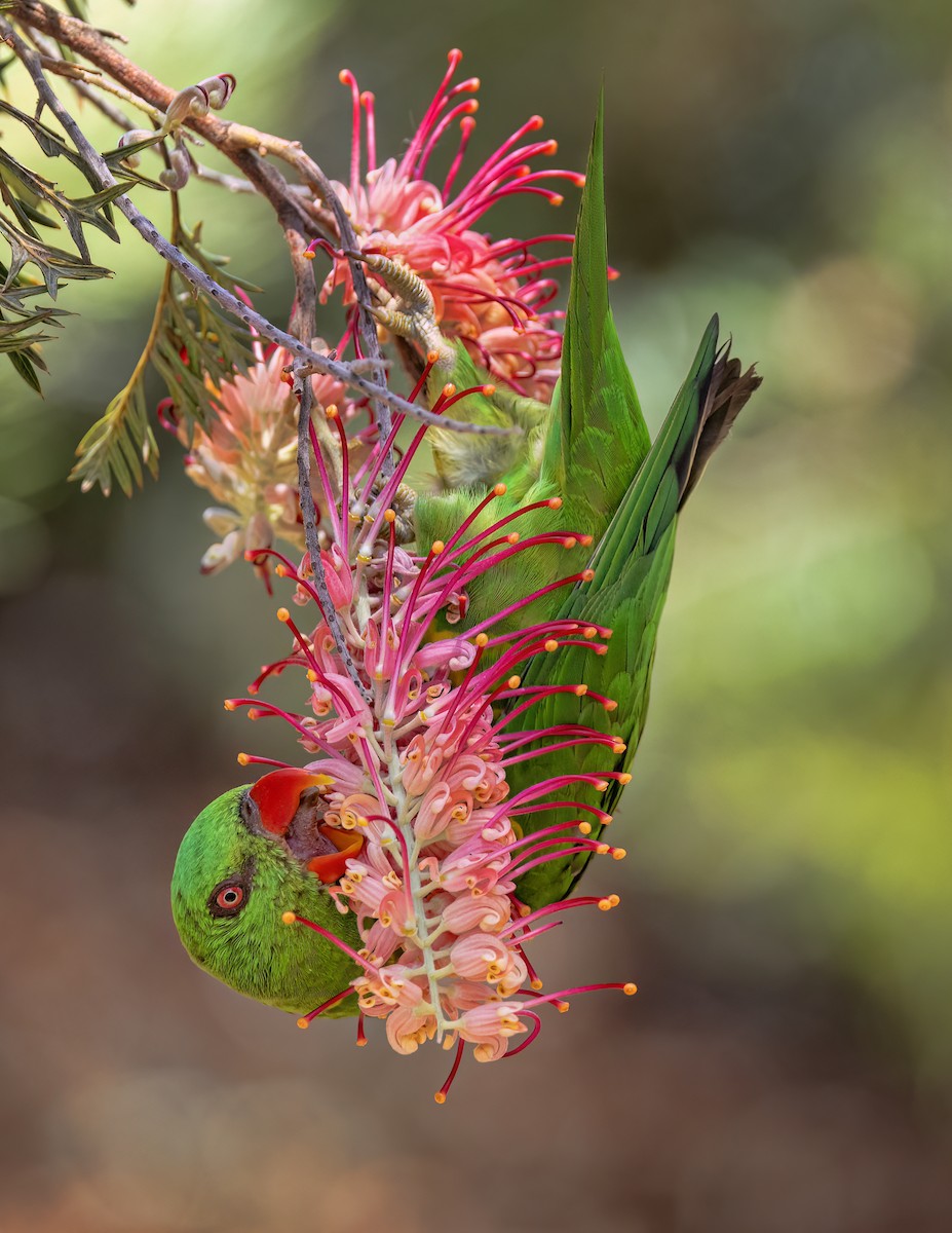 Scaly-breasted Lorikeet - ML646337999