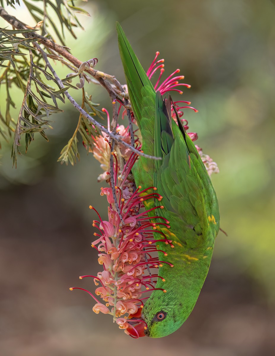 Scaly-breasted Lorikeet - ML646338000