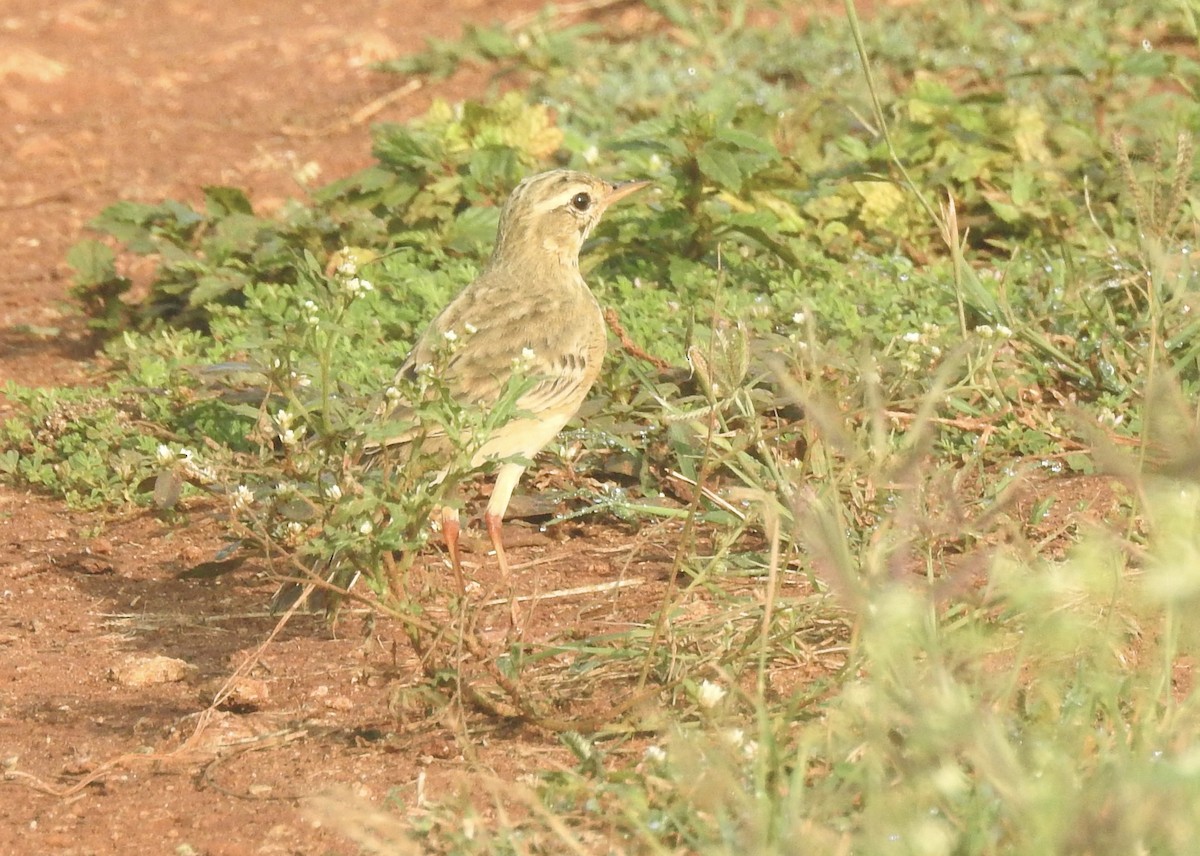 orientpiplerke - ML646338003