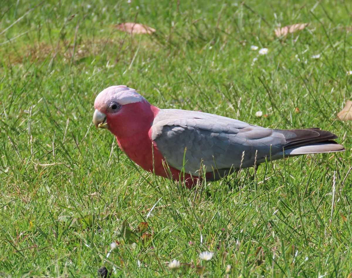 Galah - ML646338004
