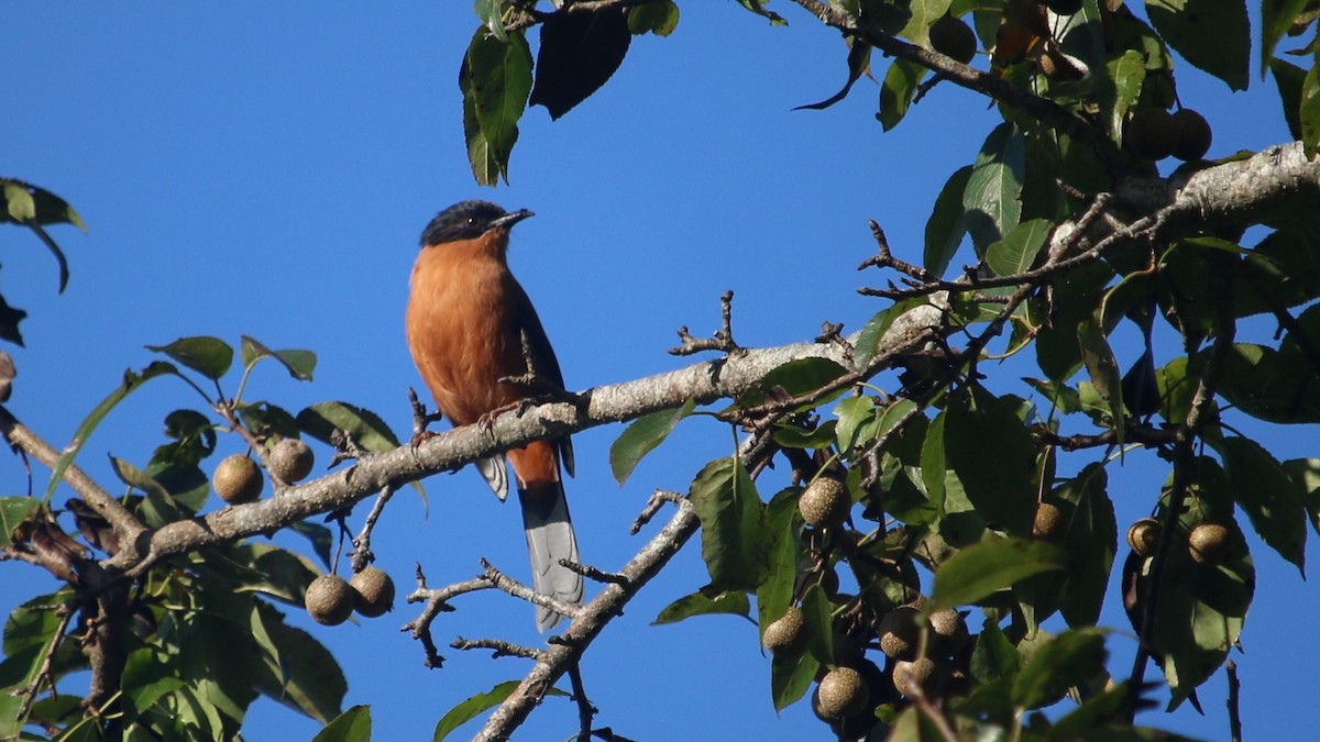Rufous Sibia - ML646338005