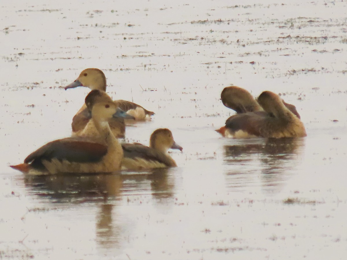 Fulvous Whistling-Duck - ML646338006