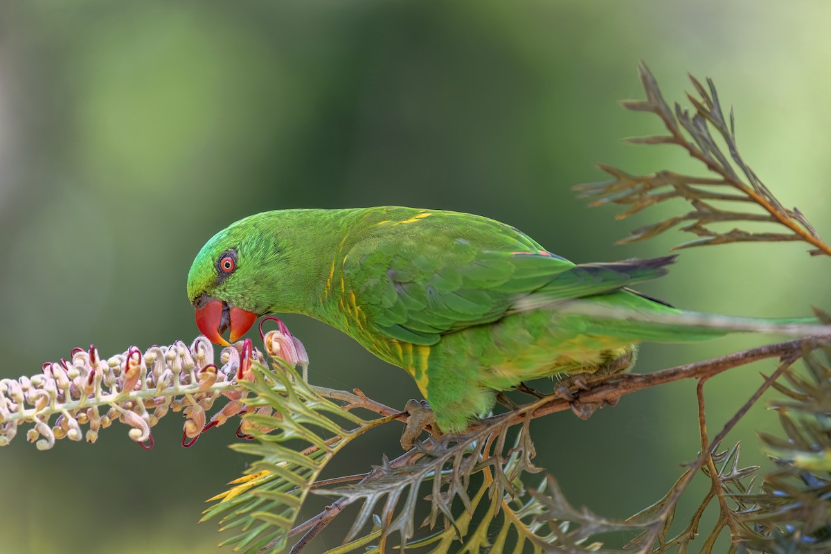 Scaly-breasted Lorikeet - ML646338020