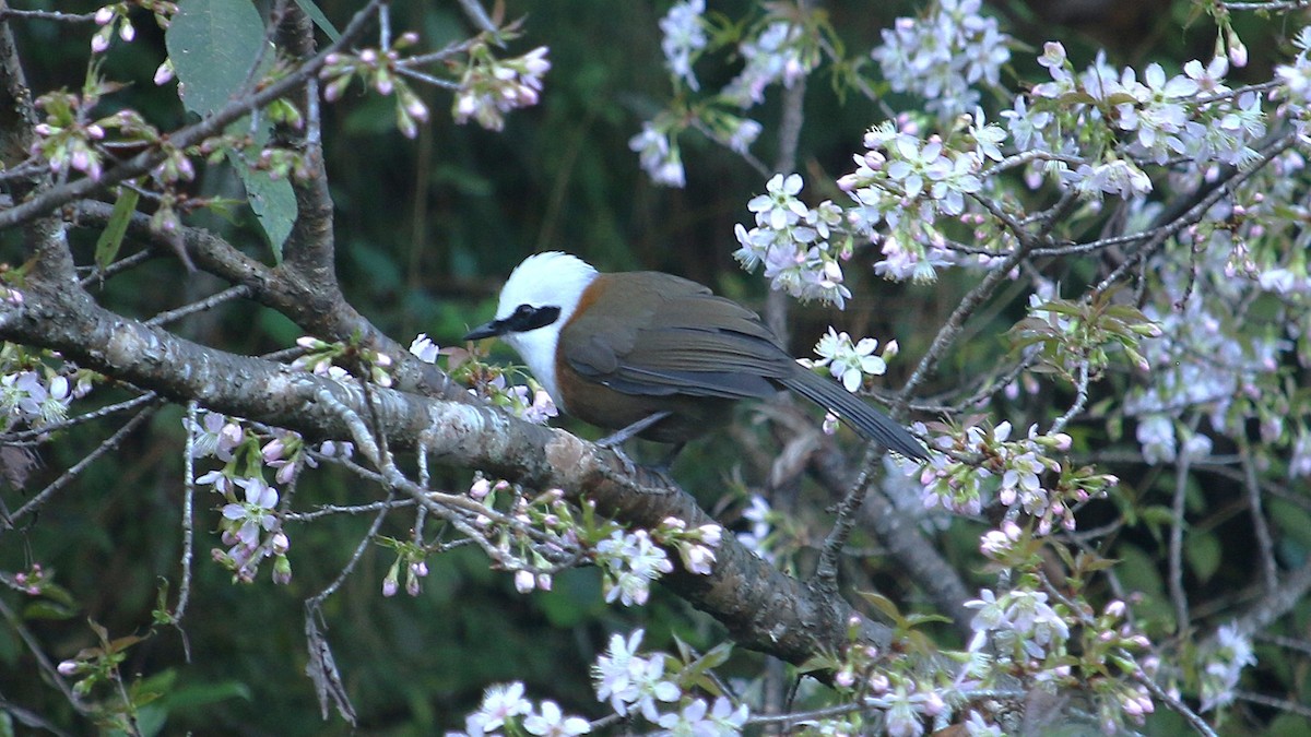 White-crested Laughingthrush - ML646338021