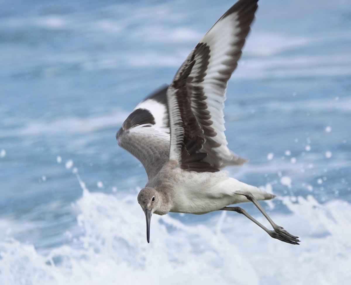 Willet - ML646338025