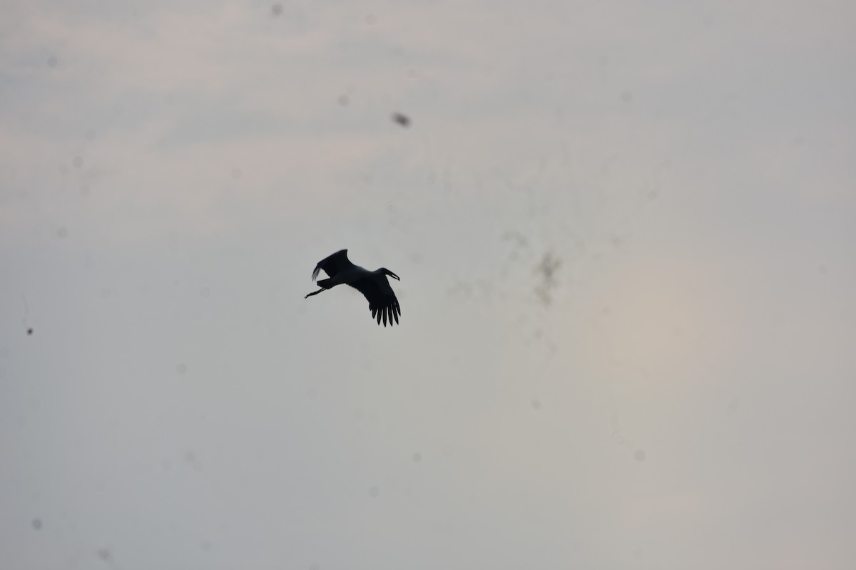 Asian Openbill - ML646338026