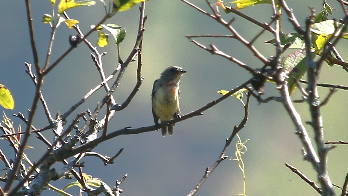 Fire-breasted Flowerpecker - ML646338028