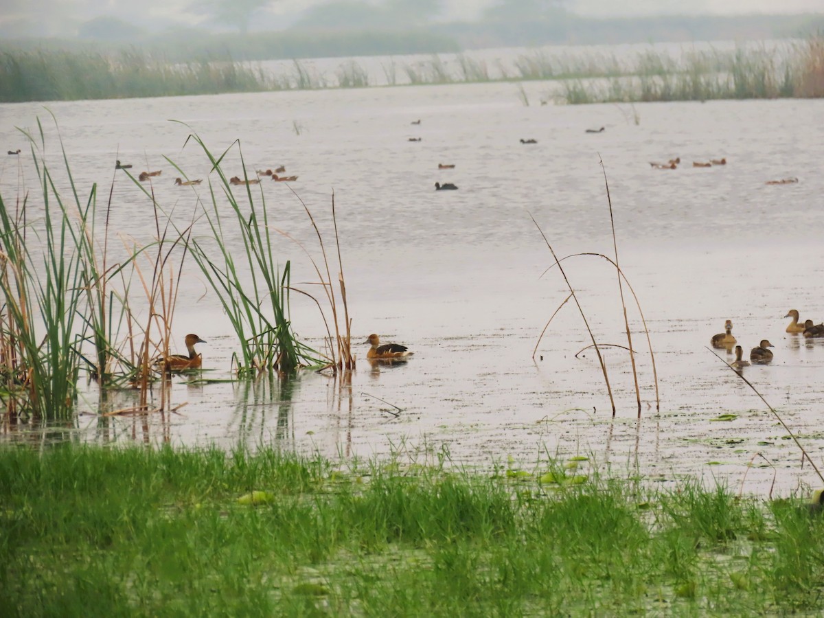 Fulvous Whistling-Duck - ML646338052