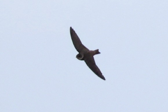 Bank Swallow - ML646338055