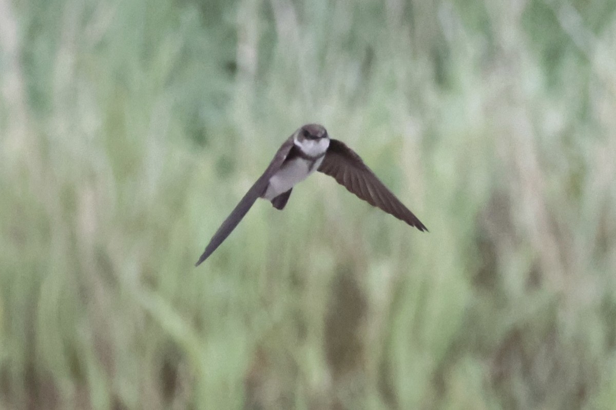 Bank Swallow - ML646338056