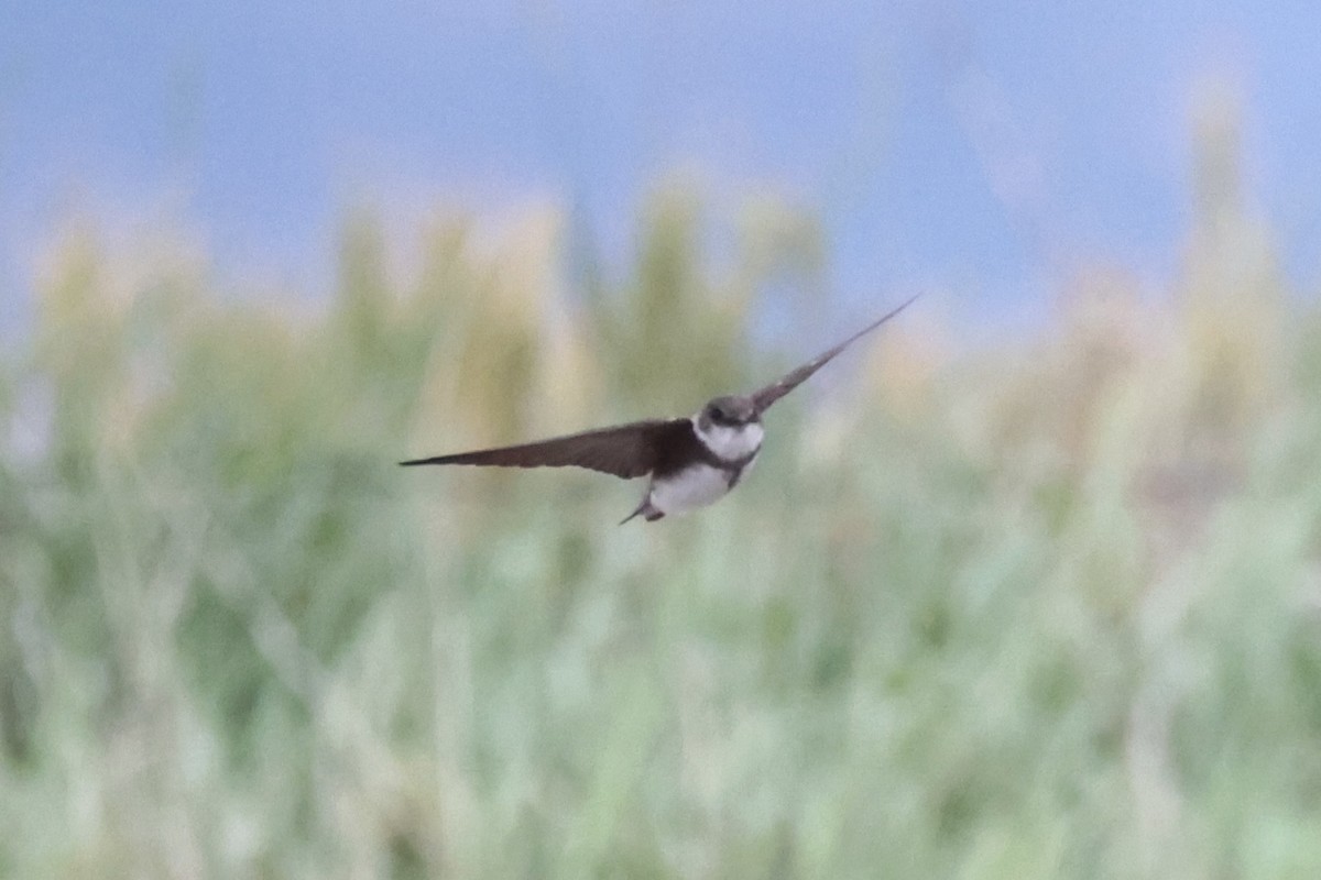 Bank Swallow - ML646338057
