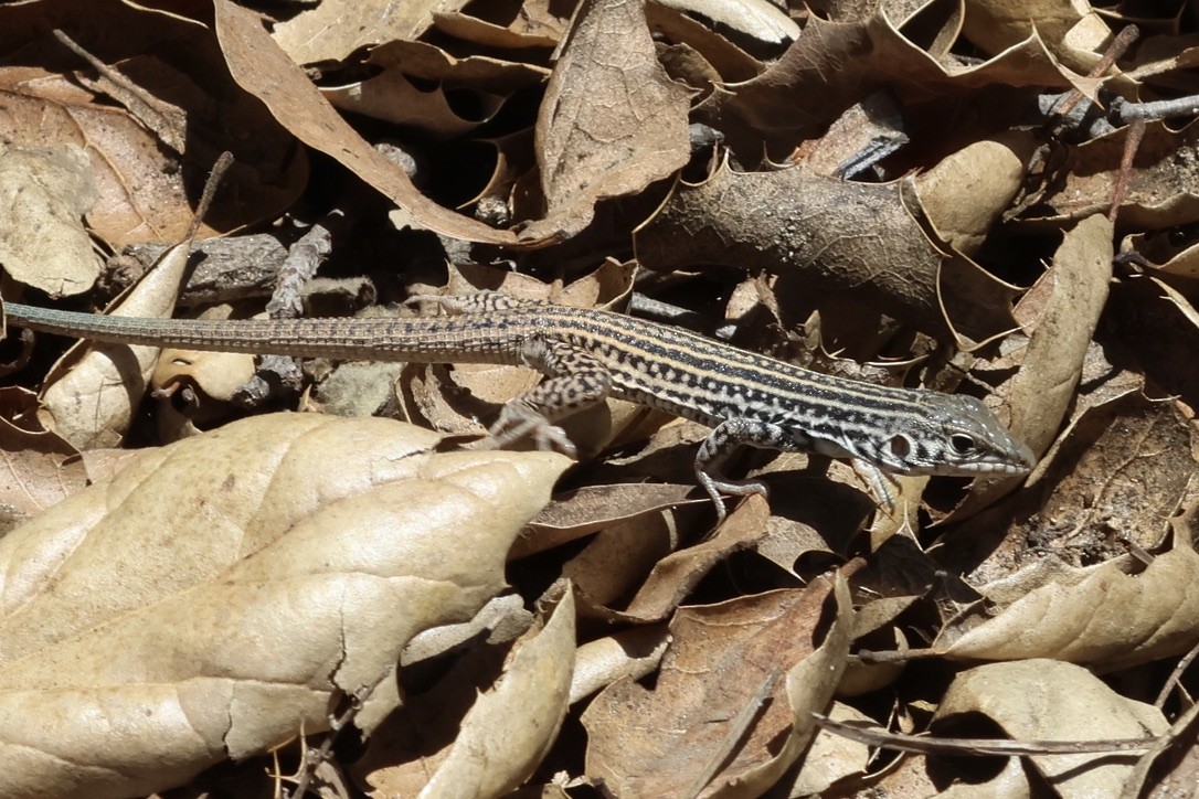 Western Whiptail - ML646338058