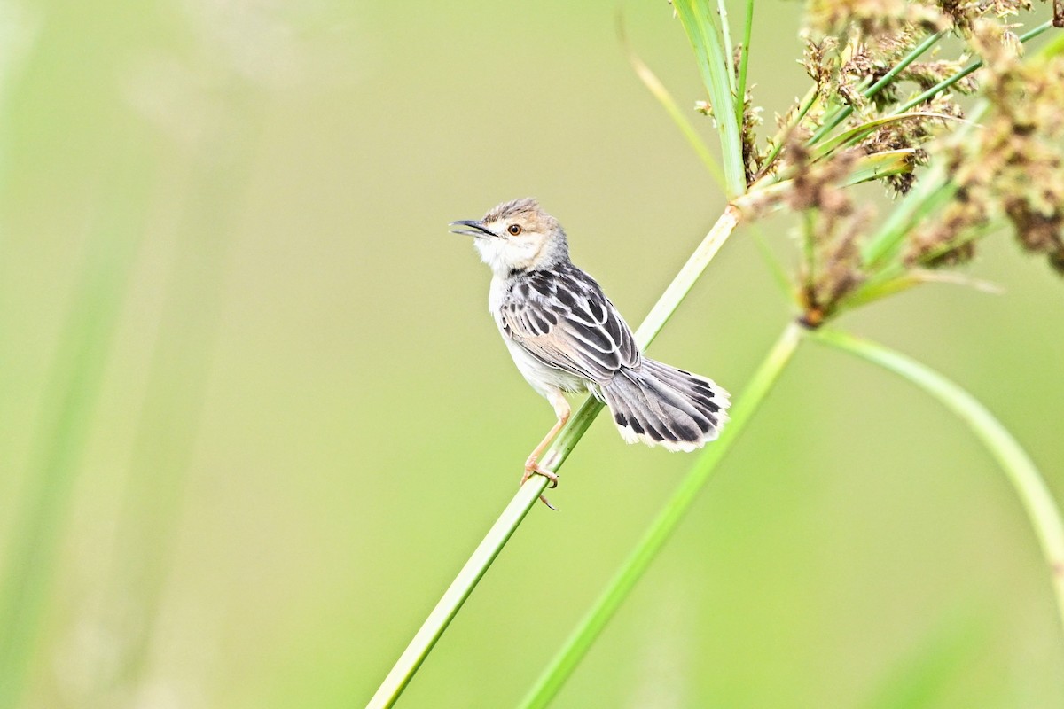Coastal Cisticola - ML646338060