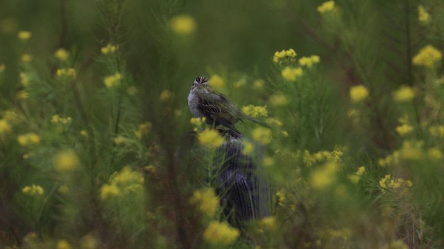 Бледная малая овсянка - ML646338071