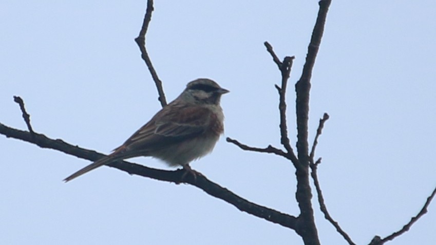 White-capped Bunting - ML646338073