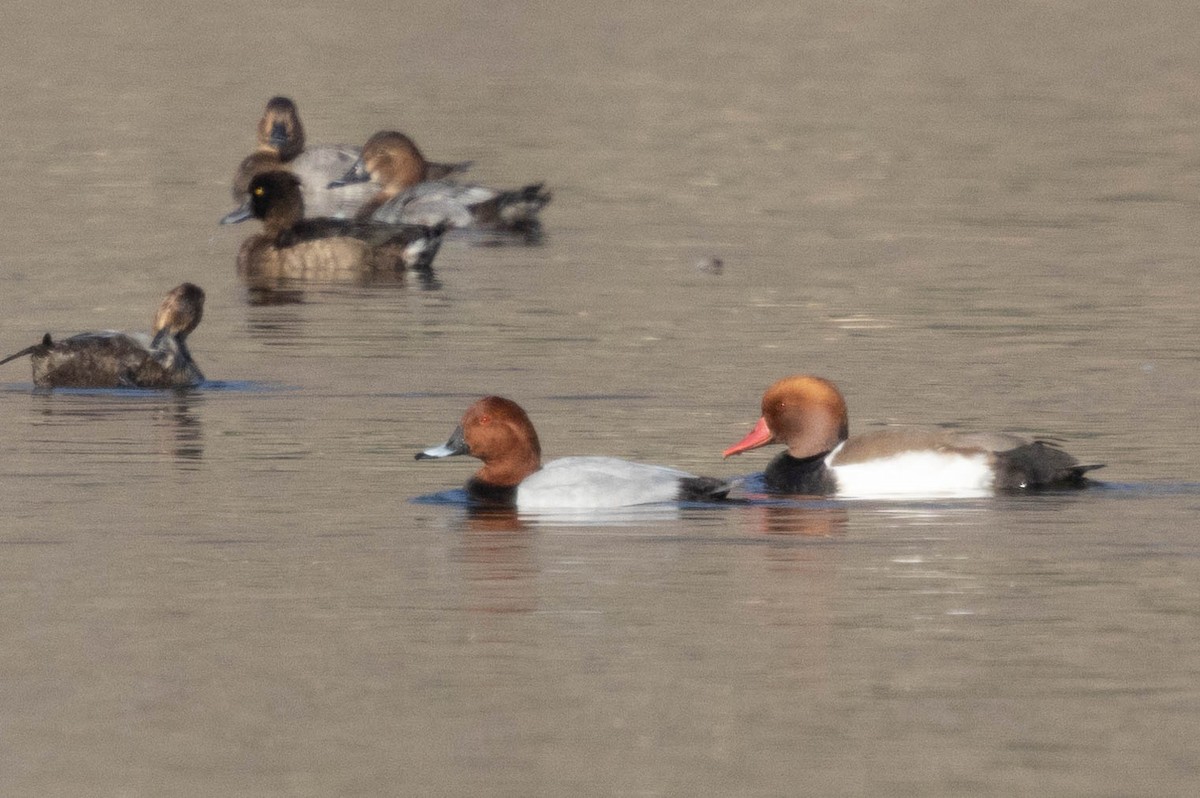 Red-crested Pochard - ML646338078
