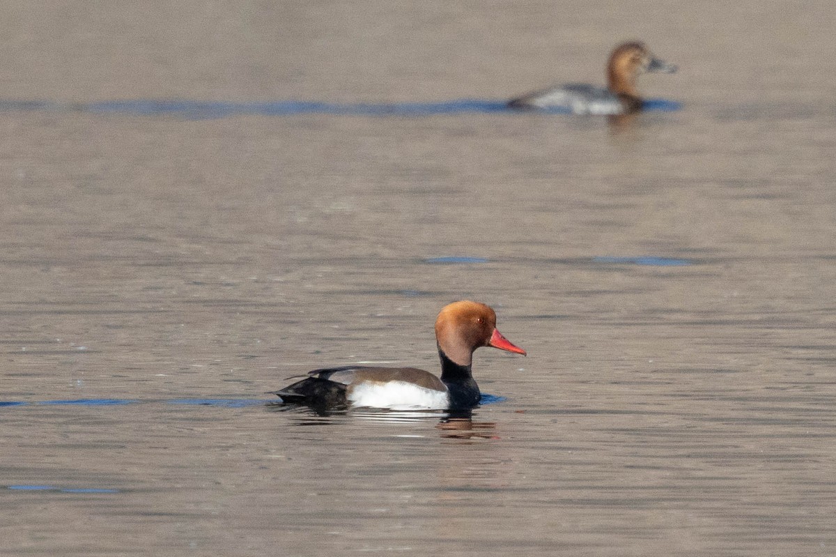 Red-crested Pochard - ML646338079