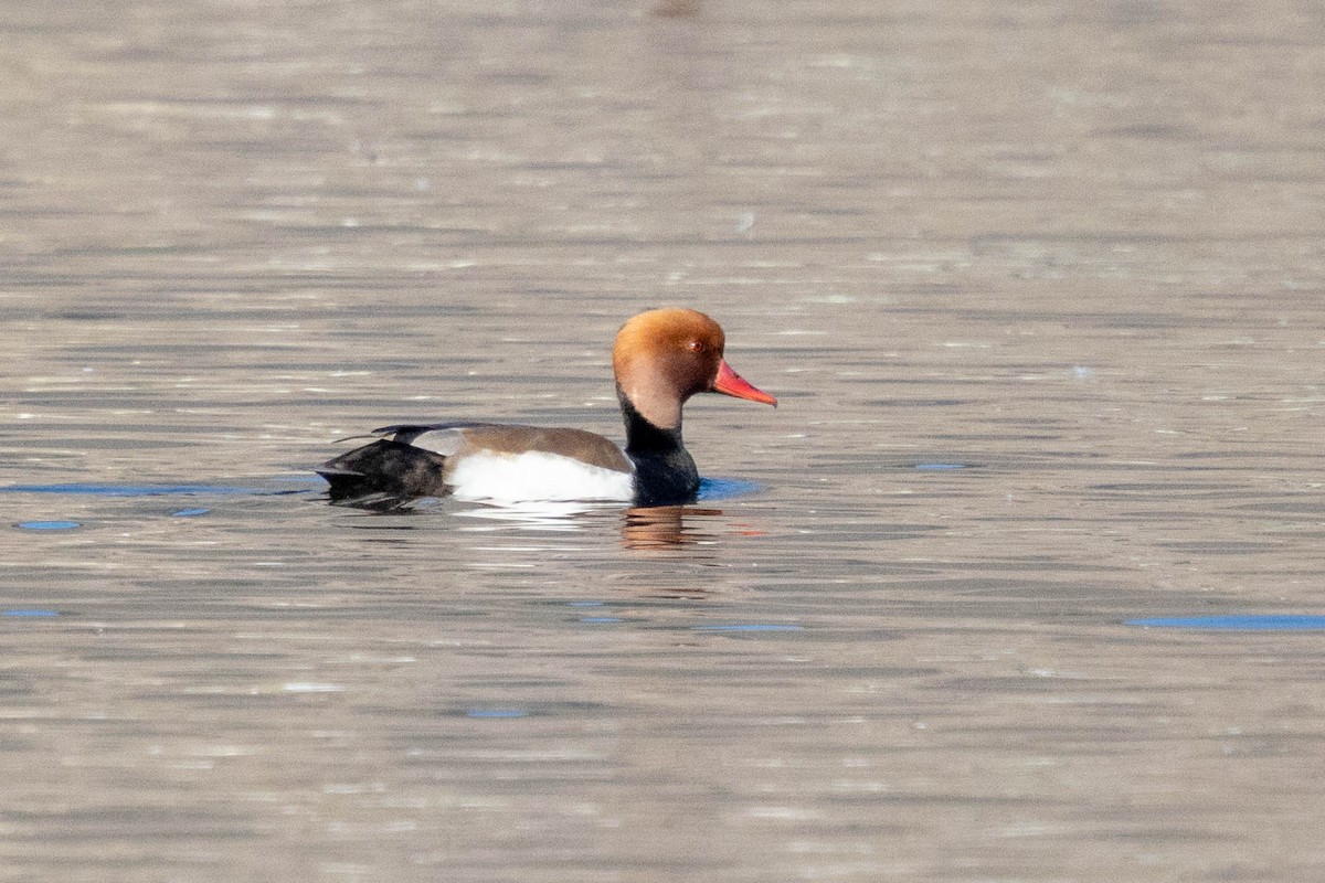 Red-crested Pochard - ML646338080