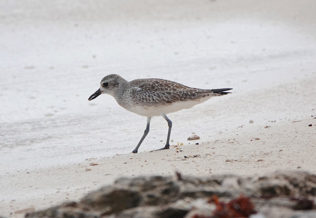 Black-bellied Plover - ML646338083