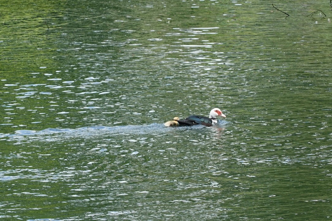 Ahate musketaduna (etxekoa) - ML646338085