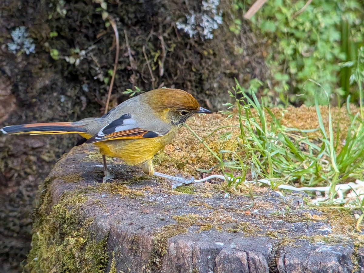 Chestnut-tailed Minla - ML646338086