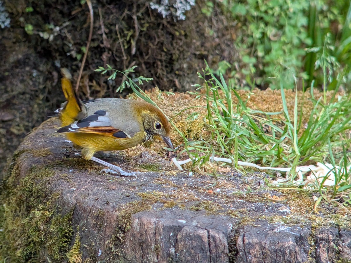 Chestnut-tailed Minla - ML646338087