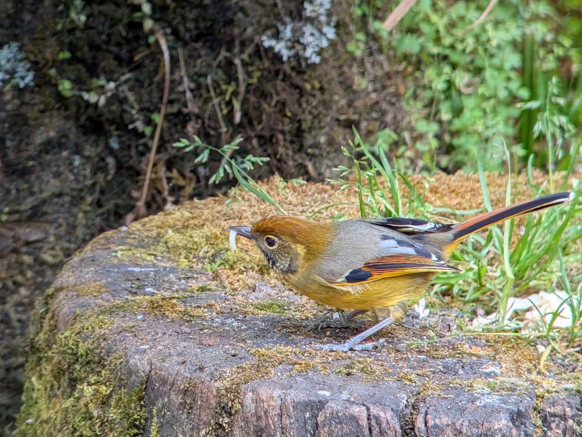 Chestnut-tailed Minla - ML646338088