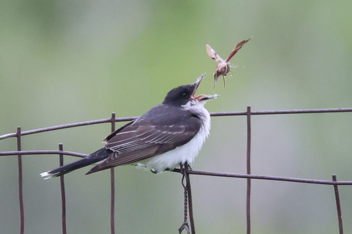 østkongetyrann - ML646338089