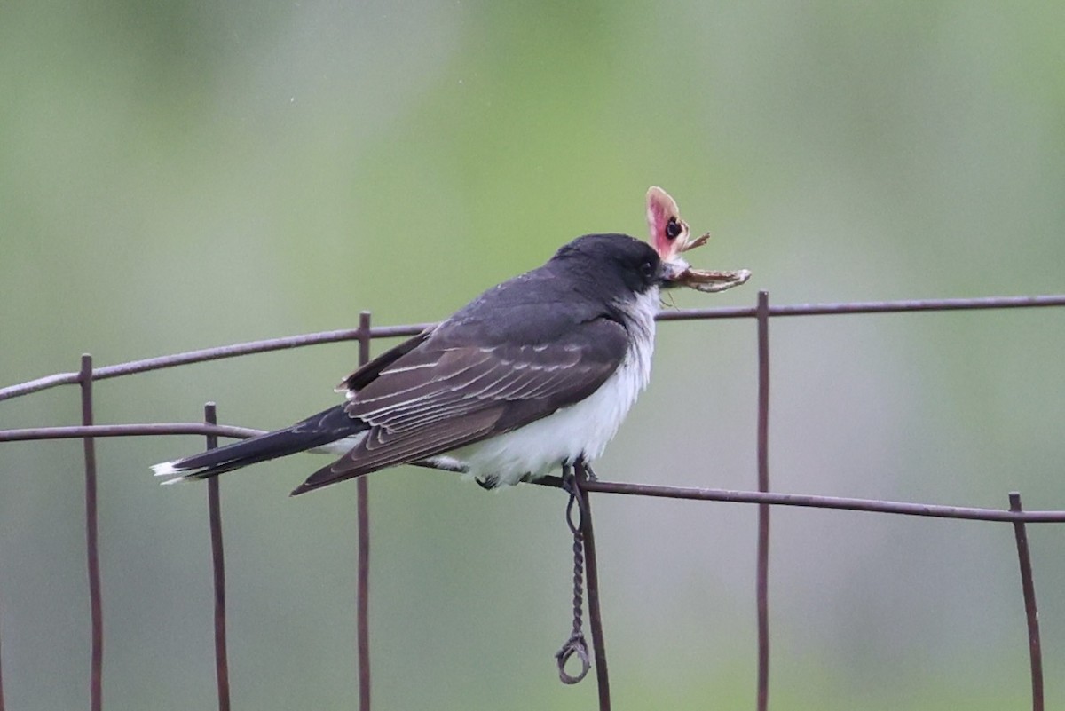 østkongetyrann - ML646338090