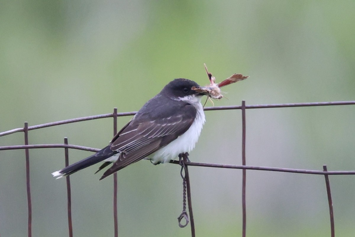 østkongetyrann - ML646338091