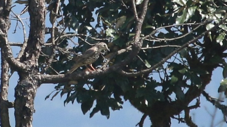 Mistle Thrush - ML646338092