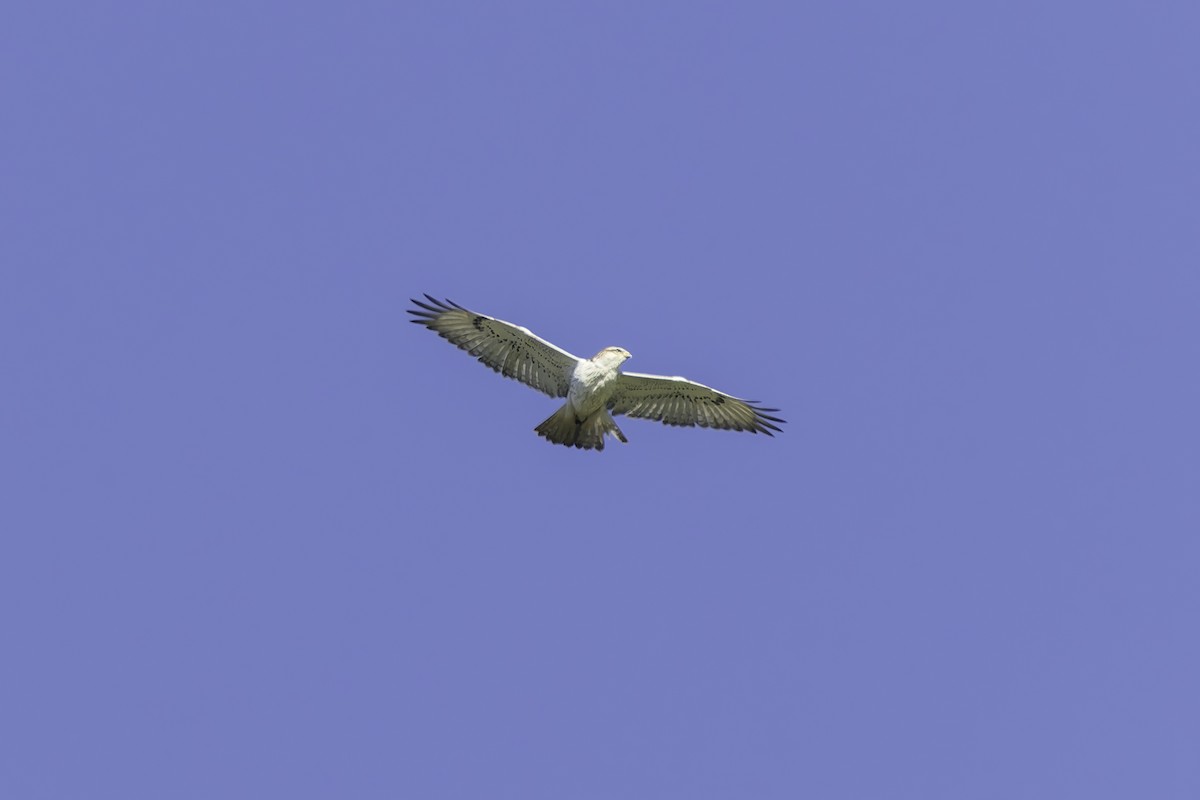 Ferruginous Hawk - ML646338093