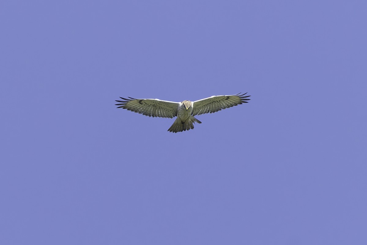 Ferruginous Hawk - ML646338094