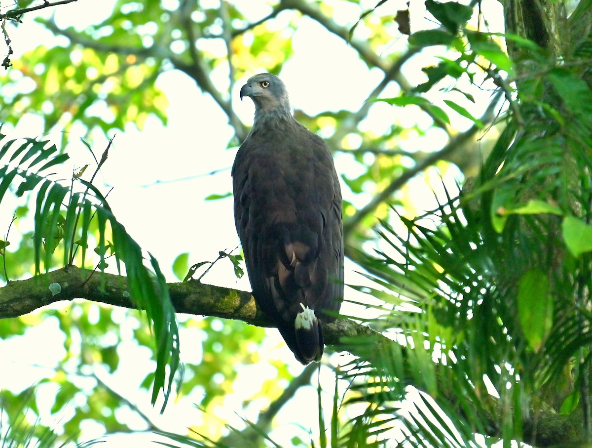Gray-headed Fish-Eagle - ML646338095