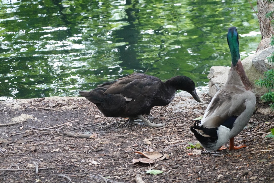 Mallard (Domestic type) - ML646338096