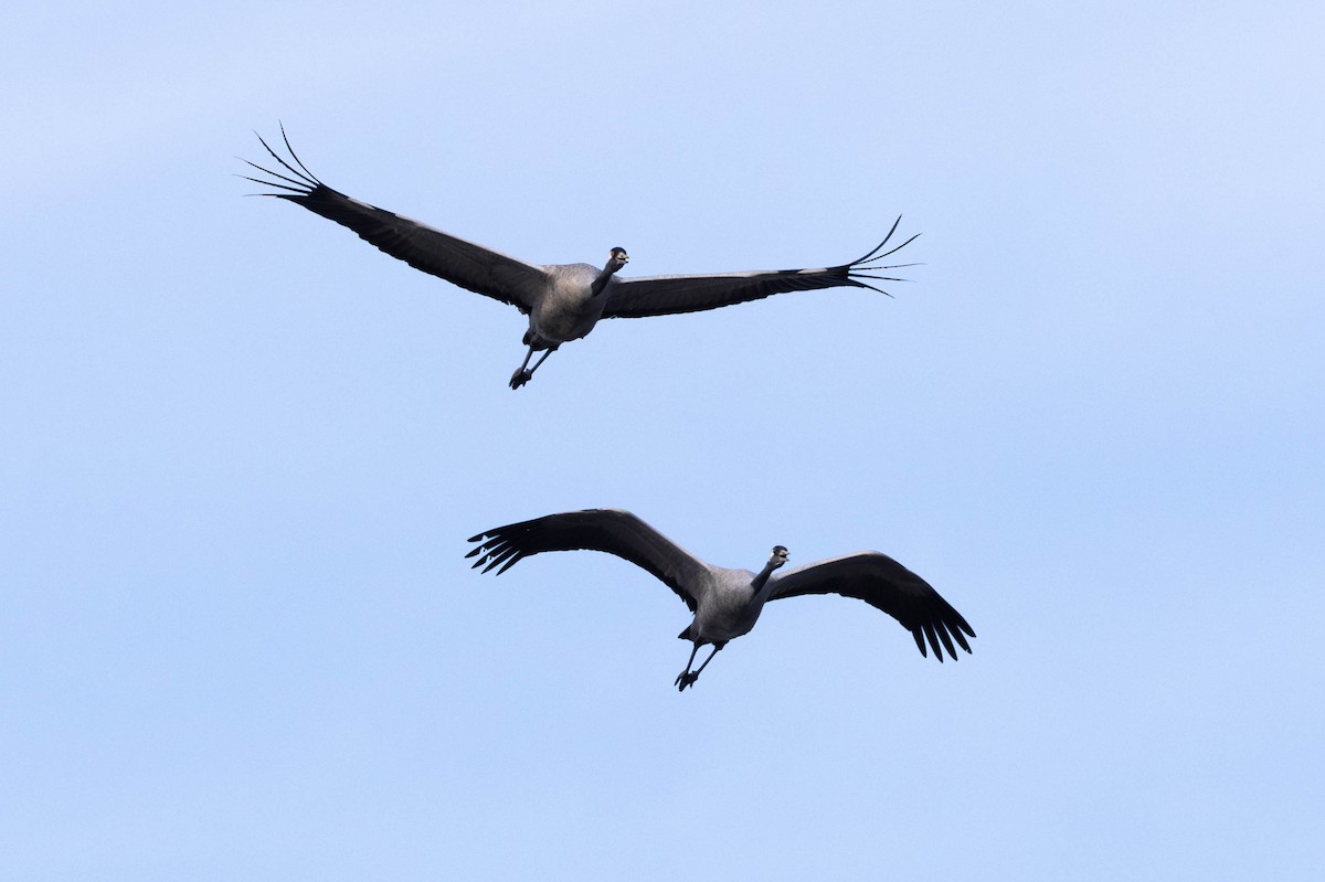 Common Crane - ML646338098