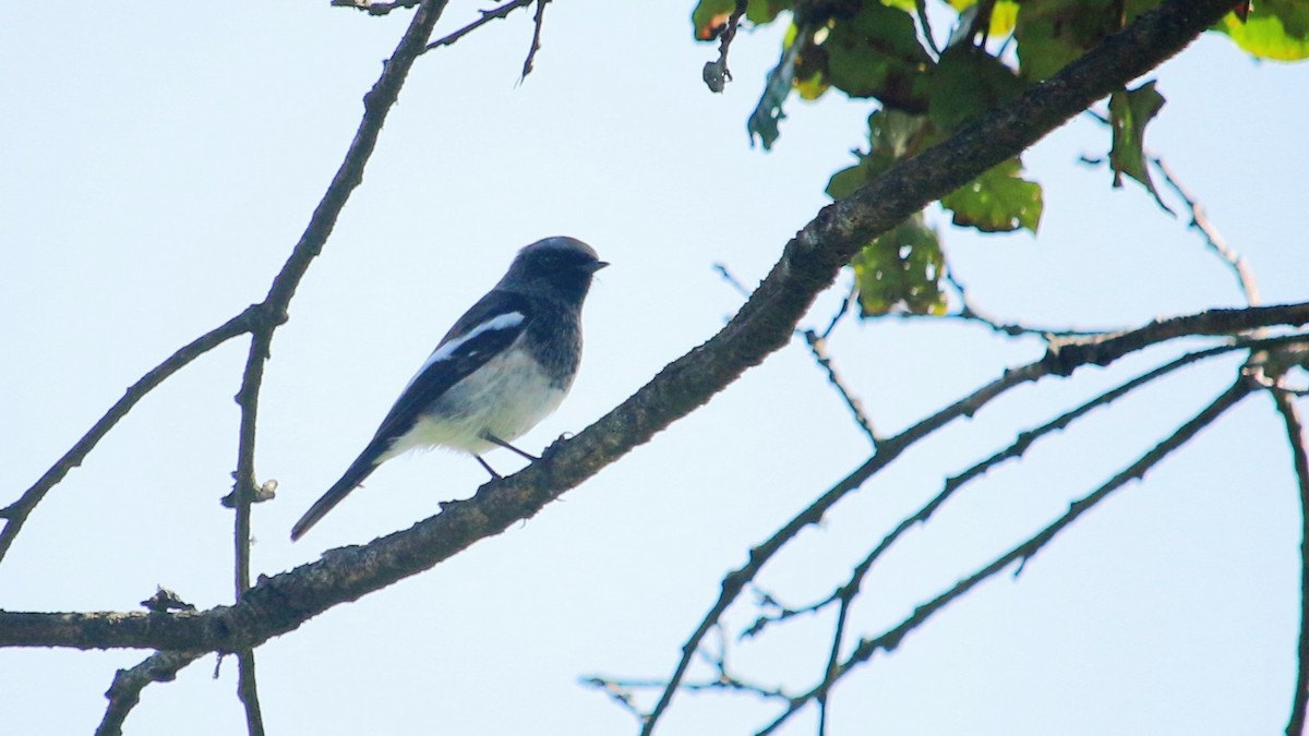 Blue-capped Redstart - ML646338100
