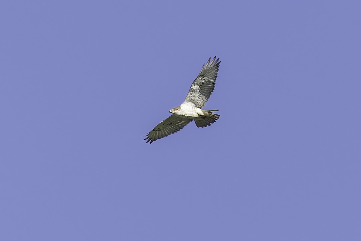 Ferruginous Hawk - ML646338102