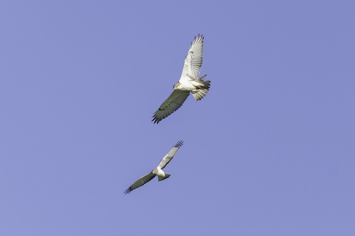 Ferruginous Hawk - ML646338103