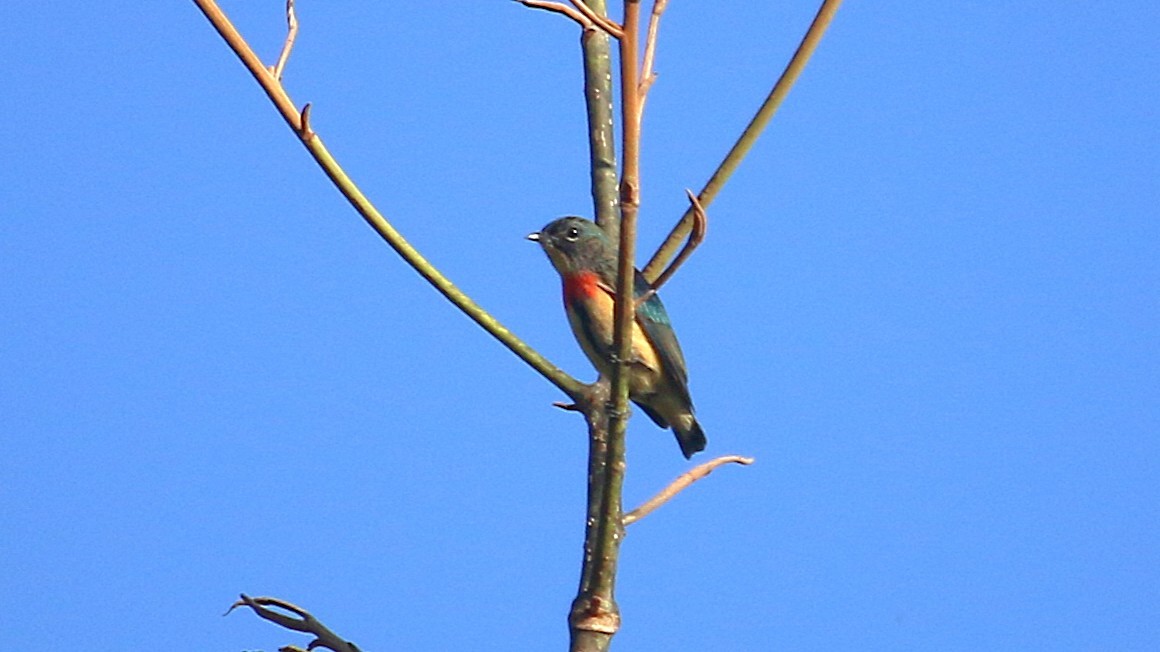 Fire-breasted Flowerpecker - ML646338105